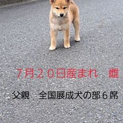 雌の仔犬 - 里親募集