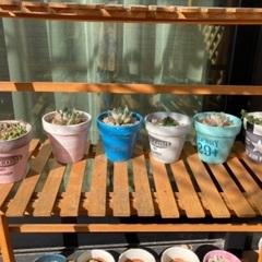 多肉植物、鉢、花台の画像
