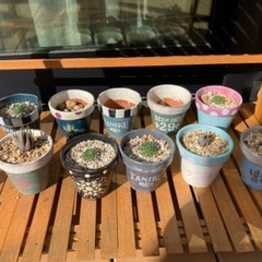 多肉植物、鉢、花台の画像