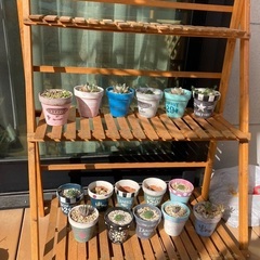 多肉植物、鉢、花台