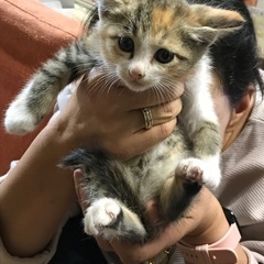 かわいい女の子💗 - 北名古屋市