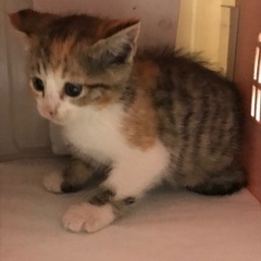 かわいい女の子💗 − 愛知県