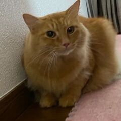 お膝大好き・ゴロゴロ甘えの茶君　オス・推定5歳