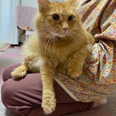 お膝大好き・ゴロゴロ甘えの茶君　オス・推定5歳 - 猫