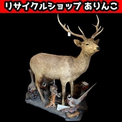 剥製 まとめ売り 7点セット M10059