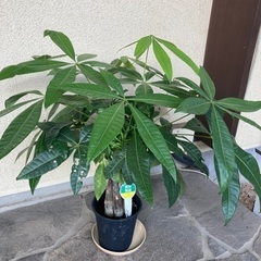 観葉植物