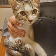 里親募集です