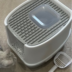 猫　トイレの画像