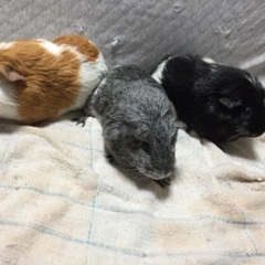 モルモット3匹引き取ってもらえません？