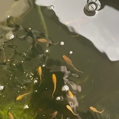 五式タイプRの画像