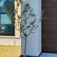 オリーブ ネバディロブロンコ