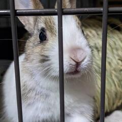 【里親様決まりました】ミニウサギ♂リムくん