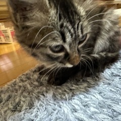 人懐っこい生後2ヶ月の猫ちゃん（メス）