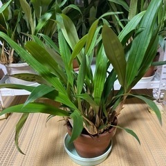 【お渡し済】セロジネ.クンシラン　2点