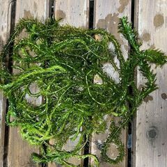 アナカリス　メダカなどにいかがでしょう？の画像