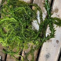 アナカリス　メダカなどにいかがでしょう？の画像