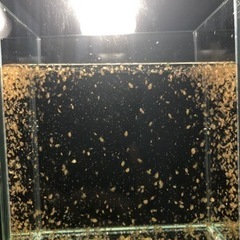 ミジンコ