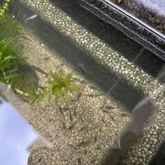 アナカリス　メダカなどにいかがでしょう？の画像