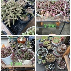 多肉植物販売(🍁•᎑•🍁) - その他