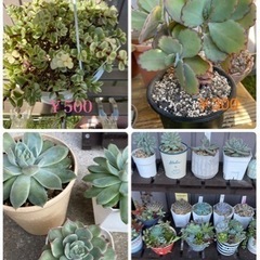 多肉植物販売(🍁•᎑•🍁) − 愛知県