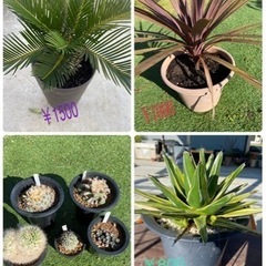 多肉植物販売(🍁•᎑•🍁) - 一宮市