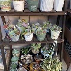 多肉植物販売(🍁•᎑•🍁) - イベント
