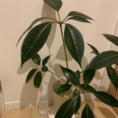 シェフレラ　ツピタンサス　観葉植物の画像