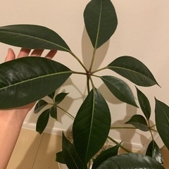 シェフレラ　ツピタンサス　観葉植物の画像