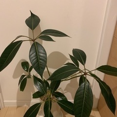 シェフレラ　ツピタンサス　観葉植物の画像