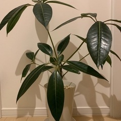 シェフレラ　ツピタンサス　観葉植物