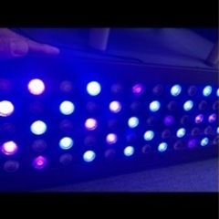 水槽　ライト　海水魚