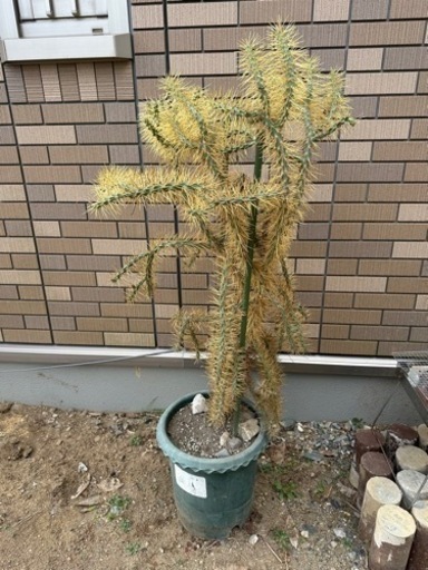 サボテン　キリンドロオプンチア  ダビシー　希少　金トゲ　大株