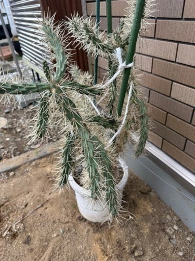 サボテン　キリンドロオプンチア  ダビシー　希少　白トゲ　大株　②