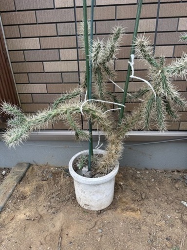 サボテン　キリンドロオプンチア  ダビシー　希少　白トゲ　大株　②