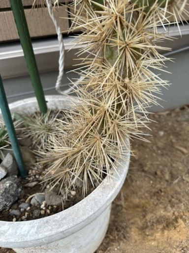 サボテン　キリンドロオプンチア  ダビシー　希少　白トゲ　大株　②
