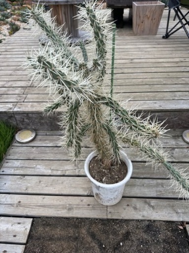 サボテン　キリンドロオプンチア  ダビシー　希少　白トゲ　中株　①