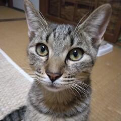 チャ―ミングなキジ猫　メス