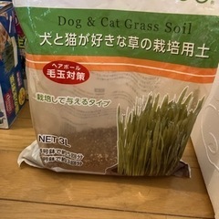 猫草栽培セットの画像