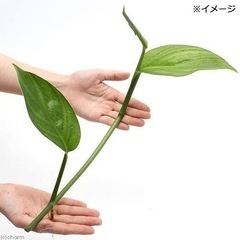 ヤマサキカズラ　ございませんか。