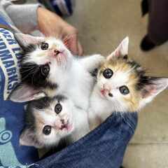 in春日井市☆全部で子猫が60匹～2日間連日の子猫大祭！☆202...