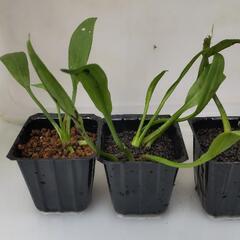 ★めだか〜水草ナガバオモダカ株分け品　ビオトープ向き