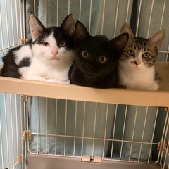生後二ヶ月子猫