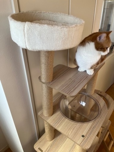 木製キャットタワー　6階建　透明カプセル付