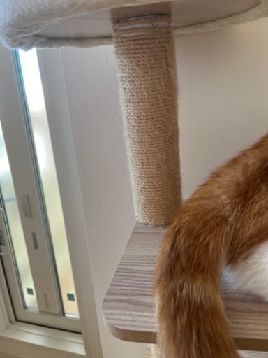 木製キャットタワー　6階建　透明カプセル付