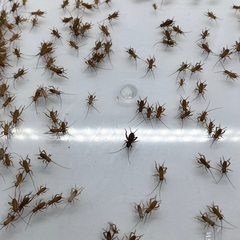 ヨーロッパイエコオロギS(0,8〜1cm)50匹