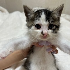 【お話し中】 1ヶ月位 ♂ 小さいですがわんぱく元気っ子