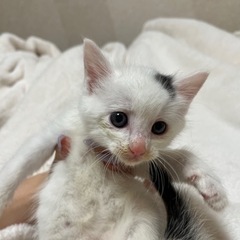 【募集停止】ドット柄 ♂1ヶ月位