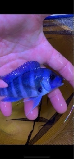 フロントーサ　ワイルドモバ　8-10㎝　セレクト品　#アフリカンシクリッド  熱帯魚　水槽