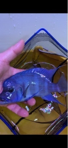 アフリカンシクリッド  フロントーサ　ムピンブエ　ワイルド　±20㎝　#アフリカンシクリッド　水槽