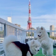 【サモエド2頭のお世話】麻布十番駅徒歩４分🔴【土、日】朝２時間・¥4,000／1日🔴週1日OKの画像